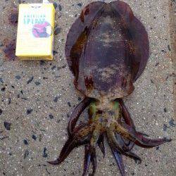 新井崎にてエギング　粘った末のアオリイカ