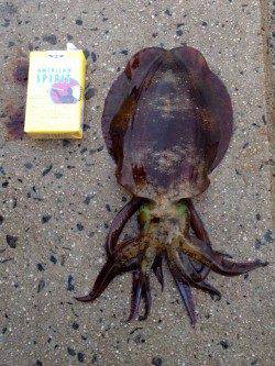 新井崎にてエギング　粘った末のアオリイカ