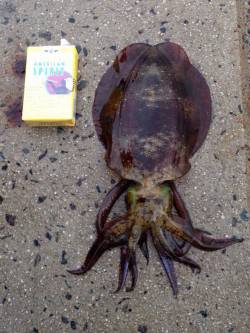 新井崎にてエギング　粘った末のアオリイカ