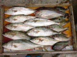 ヒラマサ爆釣中！！喰いがイイ！！