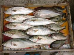 ヒラマサ爆釣中！！喰いがイイ！！