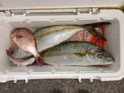 ヒラマサ爆釣中！！喰いがイイ！！