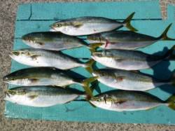 沖一文字内向きで青物♪　かご飲ませ釣り