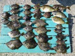 ずぼ釣りでカワハギにアイゴ他　〜ヒラバエでの釣果〜