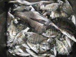 ひさびさの40cmオーバーが！これからの季節、大型に期待です