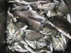 ひさびさの40cmオーバーが！これからの季…