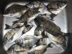 ひさびさの40cmオーバーが！これからの季節、大型に期待です