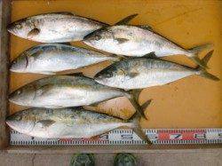 本日もヒラマサ!〇島でのカゴ釣り