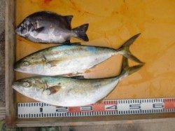 本日もヒラマサ!〇島でのカゴ釣り