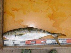 トップでも出ています！茶釜でヒラマサ