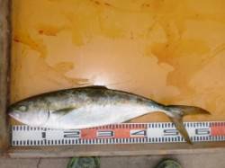 トップでも出ています！茶釜でヒラマサ