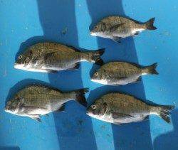 大丹生イカダでのチヌ釣り釣果