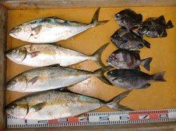 のこぎり・下荒黒島でヒラマサあがっています