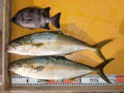 のこぎり・下荒黒島でヒラマサあがっています