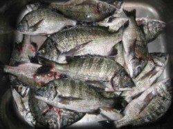 宮崎沖カセ、釣果を伸ばすコツはサンバソウをかわすこと！