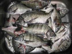 宮崎沖カセ、釣果を伸ばすコツはサンバソウを…