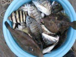 宮崎沖カセ、釣果を伸ばすコツはサンバソウをかわすこと！