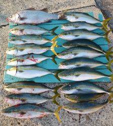 神谷沖一文字内向き、ツバス大漁にヒラスズキ♪