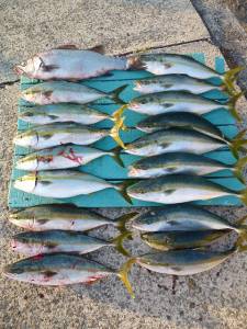 神谷沖一文字内向き、ツバス大漁にヒラスズキ…