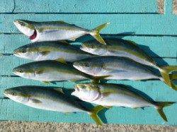 神谷沖一文字内向き、ツバス大漁にヒラスズキ♪