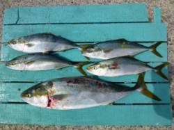 沖一文字内向き、飲ませで68cmのメジロ！…