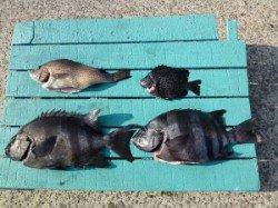 沖一文字内向き、ぶっこみ釣りでイシダイ・コロダイ・イシガキダイ