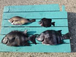 沖一文字内向き、ぶっこみ釣りでイシダイ・コ…