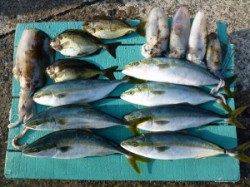 沖一文字内向き、ヤエンでアオリ、他の釣りでも好釣果☆