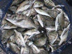 チヌ大爆釣!!シラサとサナギで72匹GET!