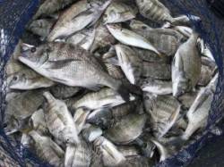 チヌ大爆釣！！シラサとサナギで72匹GET…