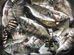 チヌ大爆釣!!シラサとサナギで72匹GET!