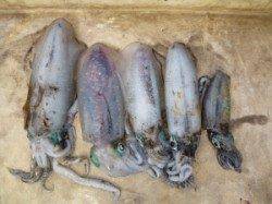 エギで小アオリ釣れています★工場裏にて