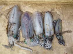 エギで小アオリ釣れています★工場裏にて