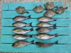 神谷沖一文字　かご釣りでイサギ釣れてます