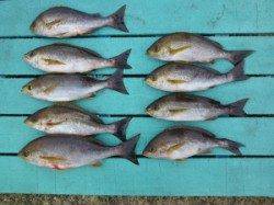 神谷沖一文字　かご釣りでイサギ釣れてます