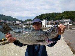神谷一文字　のませはハマチ＆ヒラスズキの釣果