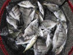 久美浜のカセ　チヌ〜35cmまでの数釣り