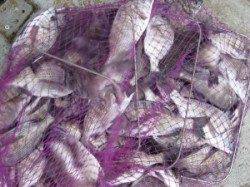 久美浜のカセ　チヌ〜35cmまでの数釣り