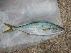 茶釜のショアジギングでヒラマサ！