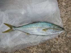 茶釜のショアジギングでヒラマサ！