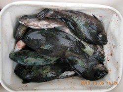 フカセ・カゴ釣りで磯グレ数釣り(^_^)v　