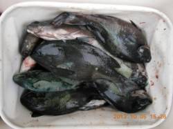 フカセ・カゴ釣りで磯グレ数釣り(^_^)v…