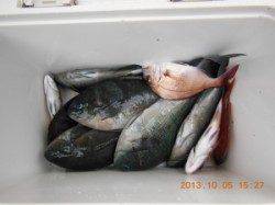 フカセ・カゴ釣りで磯グレ数釣り(^_^)v　