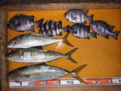 三尾の磯カゴ&フカセ釣り ヒラマサよく当たりました☆