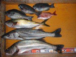 三尾の磯カゴ&フカセ釣り ヒラマサよく当たりました☆