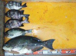 三尾の磯、５４ｃｍの口太グレに感動！