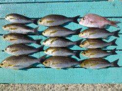 沖一文字外向き、カゴ釣りでイサキ・マダイ