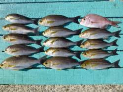 沖一文字外向き、カゴ釣りでイサキ・マダイ