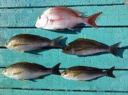 沖一文字外向き、カゴ釣りでイサキ・マダイ