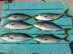 神谷沖一文字内向き、ぶっこみでイシダイ・イシガキダイ